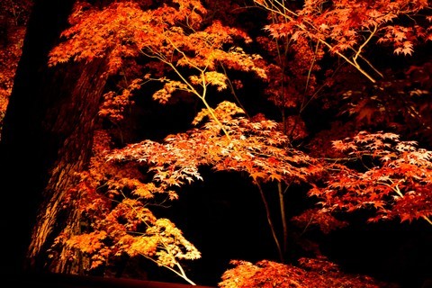 日本关西红叶狩——京都篇——南禅寺赏夜枫【1】 日本关西红叶狩——京都篇——南禅寺赏夜枫【1】