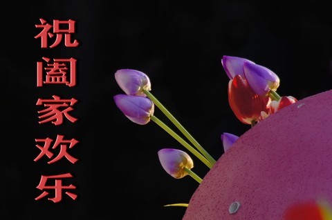 郁金香花开祝福来——春节祝福汇 郁金香花开祝福来——春节祝福汇