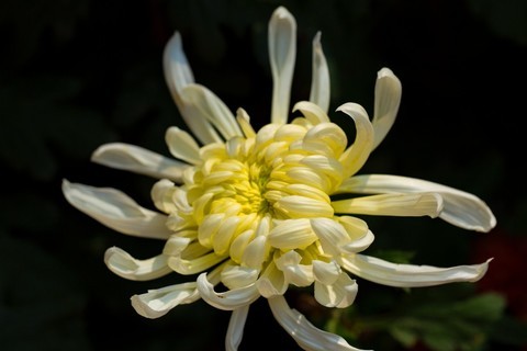  Shooting Chrysanthemum at Yuelu Mountain