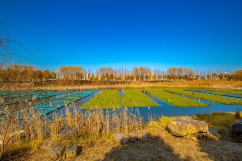  Happy New Year! Congratulations on the Year of the Ox! (Winter Scenery of Yanghu Wetland 39)