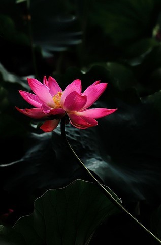 给各位版主和师友拜年了﹗ 给各位版主和师友拜年了﹗