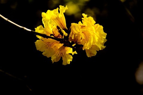 黄花风玲 黄花风玲