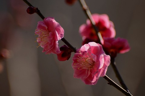 百花迎春----祝朋友们新春快乐! 百花迎春----祝朋友们新春快乐!