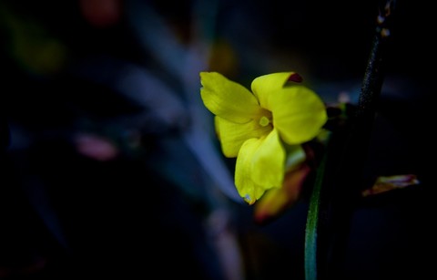  The first post of the Year of Joy and Ugliness -- Spring Festival and Plum Blossom