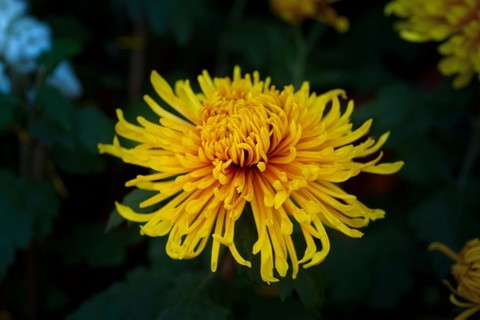  Yuelu Mountain Shooting Chrysanthemum 2