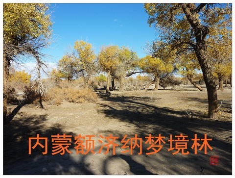旅游随拍-----西北之旅*内蒙额济纳胡杨林(梦境林) 旅游随拍-----西北之旅*内蒙额济纳胡杨林(梦境林)