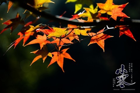  Pieces of maple leaf