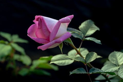《一组月季花》给大家拜年了 《一组月季花》给大家拜年了
