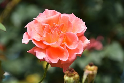 2020月季花(14) 2020月季花(14)