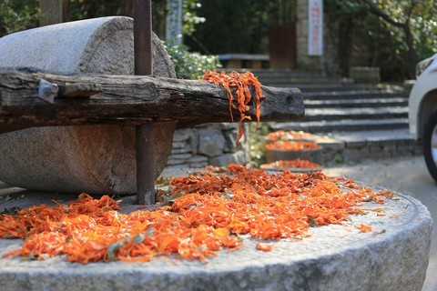 涌泉 《马向阳下乡记》之“大槐树村” 涌泉 《马向阳下乡记》之“大槐树村”