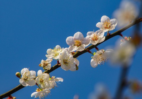  Plum Blossoms in Blossom Valley (2)