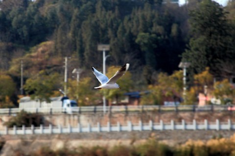西昌月亮湖公园(八) 西昌月亮湖公园(八)