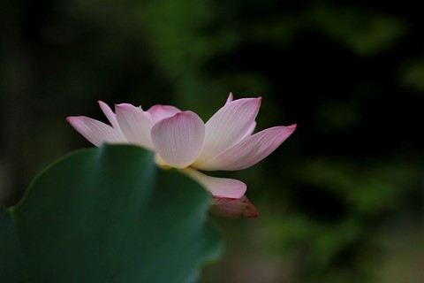 Lotus (34)