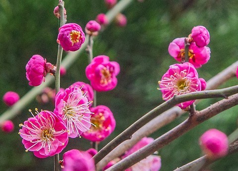 2021-02-16梅花 2021-02-16梅花
