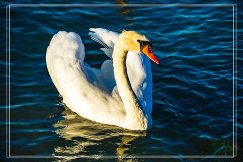  Swan - Playing in the Water