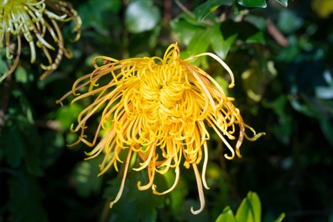  Yuelu Mountain Shooting Chrysanthemum 4