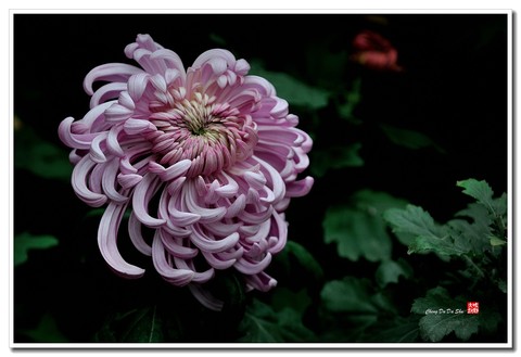 2020金秋菊展【23】 2020金秋菊展【23】