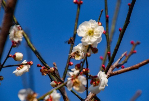  Love of bees in Plum Blossom Valley