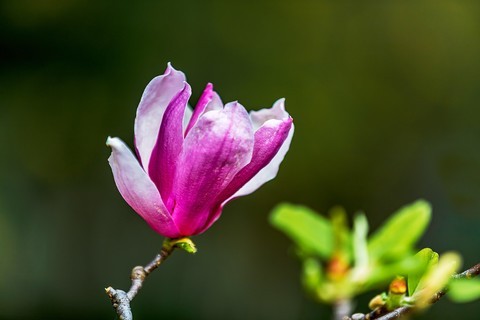  Magnolia grandiflora · Welcome to Spring