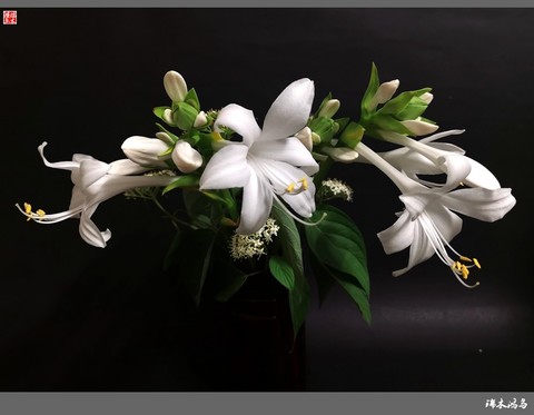 【小院的花】16.又到玉簪花开季 【小院的花】16.又到玉簪花开季