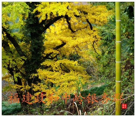 家乡的风景------福建南平政和铁山中岭银杏群风景(下) 家乡的风景------福建南平政和铁山中岭银杏群风景(下)