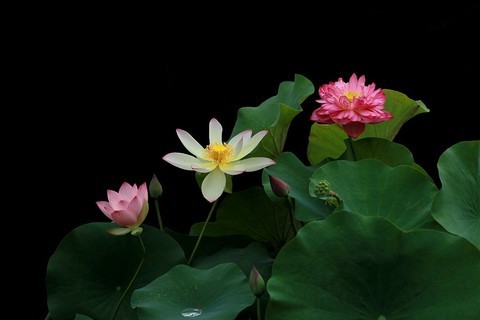  Lotus (35)