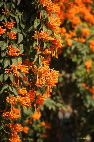 红红火火炮仗花 红红火火炮仗花