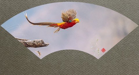 【老张光影】2021——花鸟图 【老张光影】2021——花鸟图
