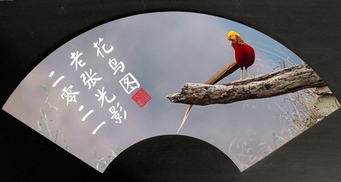【老张光影】凤凰遇上鸟鼠斗 【老张光影】凤凰遇上鸟鼠斗
