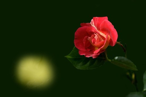 【2021】011---月季花 【2021】011---月季花