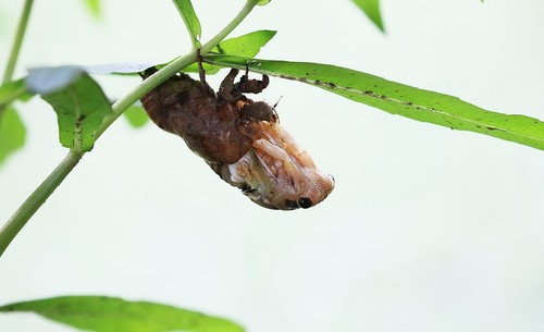 【高清图】蜕变-中关村在线摄影论坛