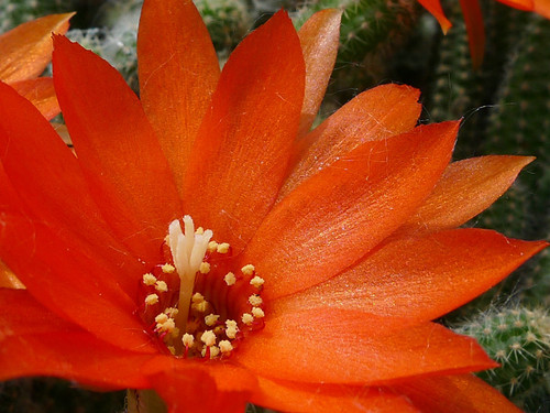 携一组金手指花-- 祝天下所有小朋友...