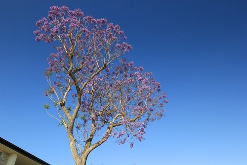 公园游拍——蓝樱花
