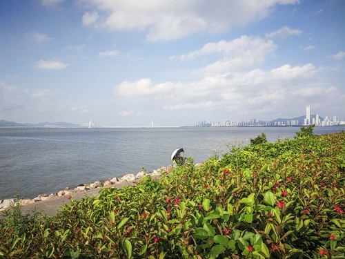 深圳湾红树林公园~ 掠影