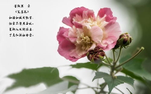 《芙蓉花》 [宋] 董嗣杲
