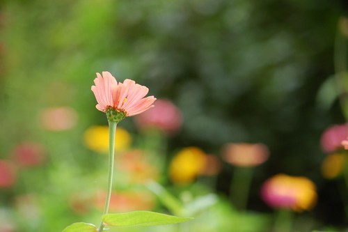 百花草3