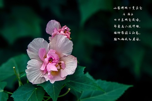 《咏蜀都城上芙蓉花》 [唐] 张立