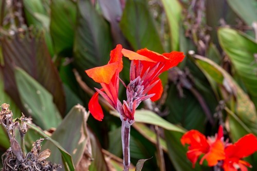 美人蕉花