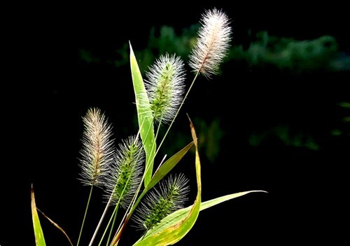 马尾草