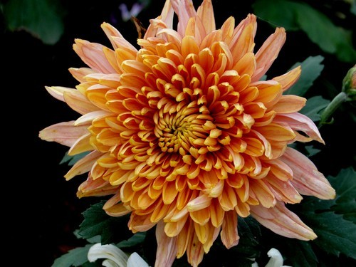 2013年秋天的菊花