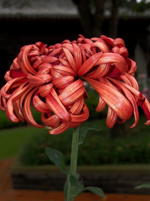 2013年秋天的菊花