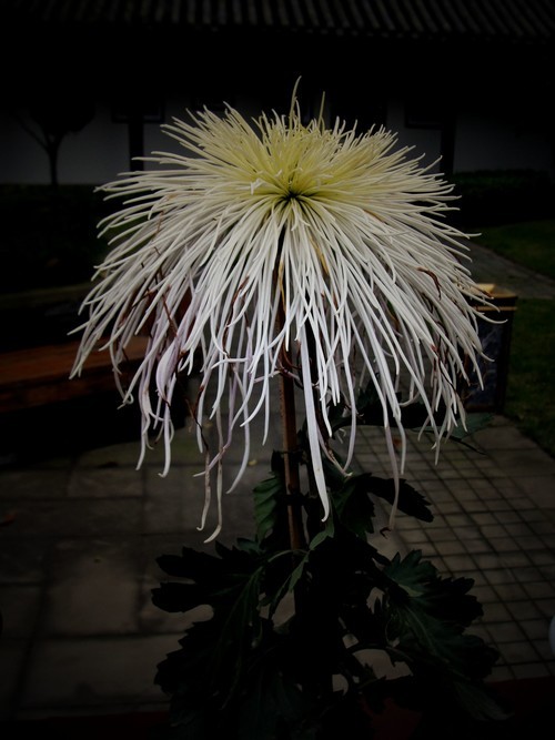 2013年秋天的菊花