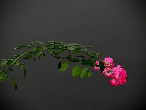 2013年秋天的菊花