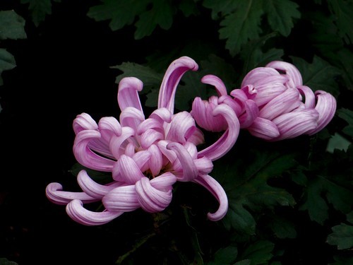 2013年秋天的菊花