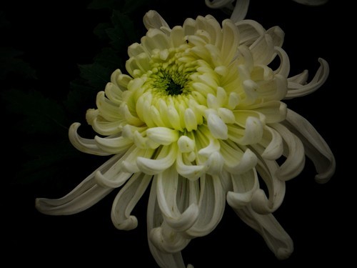 2013年秋天的菊花