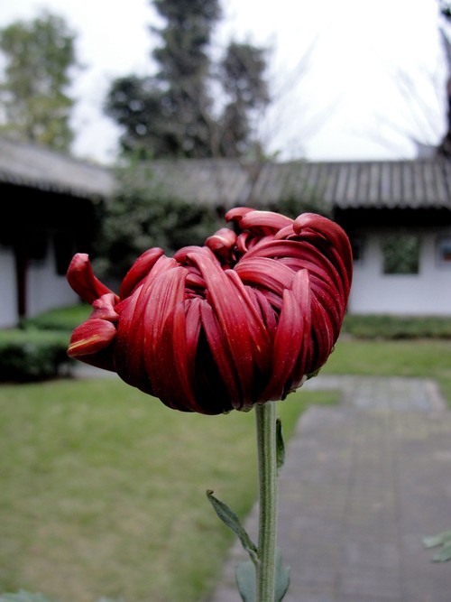 2013年秋天的菊花