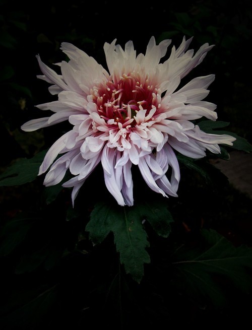 2013年秋天的菊花