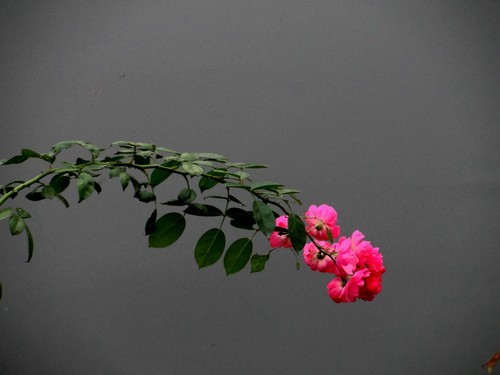 2013年秋天的菊花