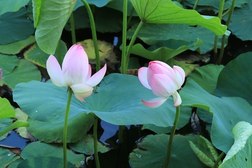 小学生第一次发图片。多多指教