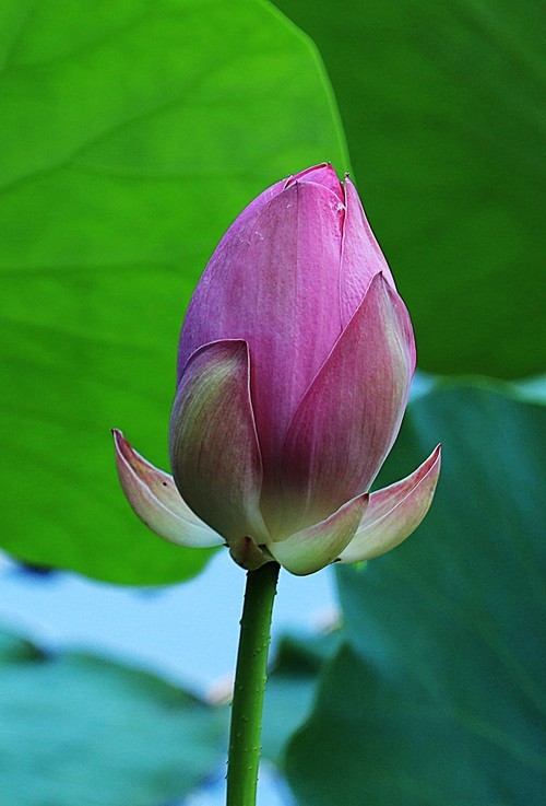 小学生第一次发图片。多多指教